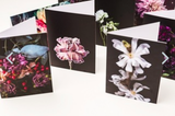 Helen Bankers - Greeting Cards Floral Artwork